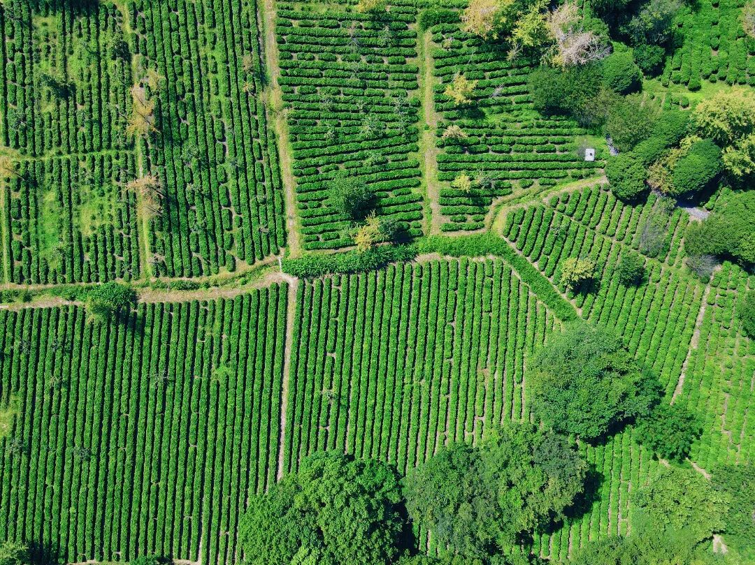 周末带娃撒欢，去旺山郊野公园觅野趣！-10
