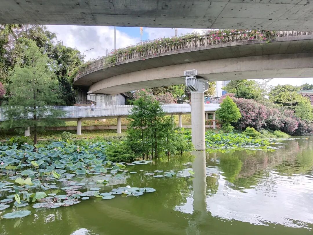 景观跑道开通！来罗湖体验一次逛两个公园的快乐吧~-29