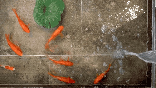 他在20楼挖池塘、造园子丨把家改成空中花园-1