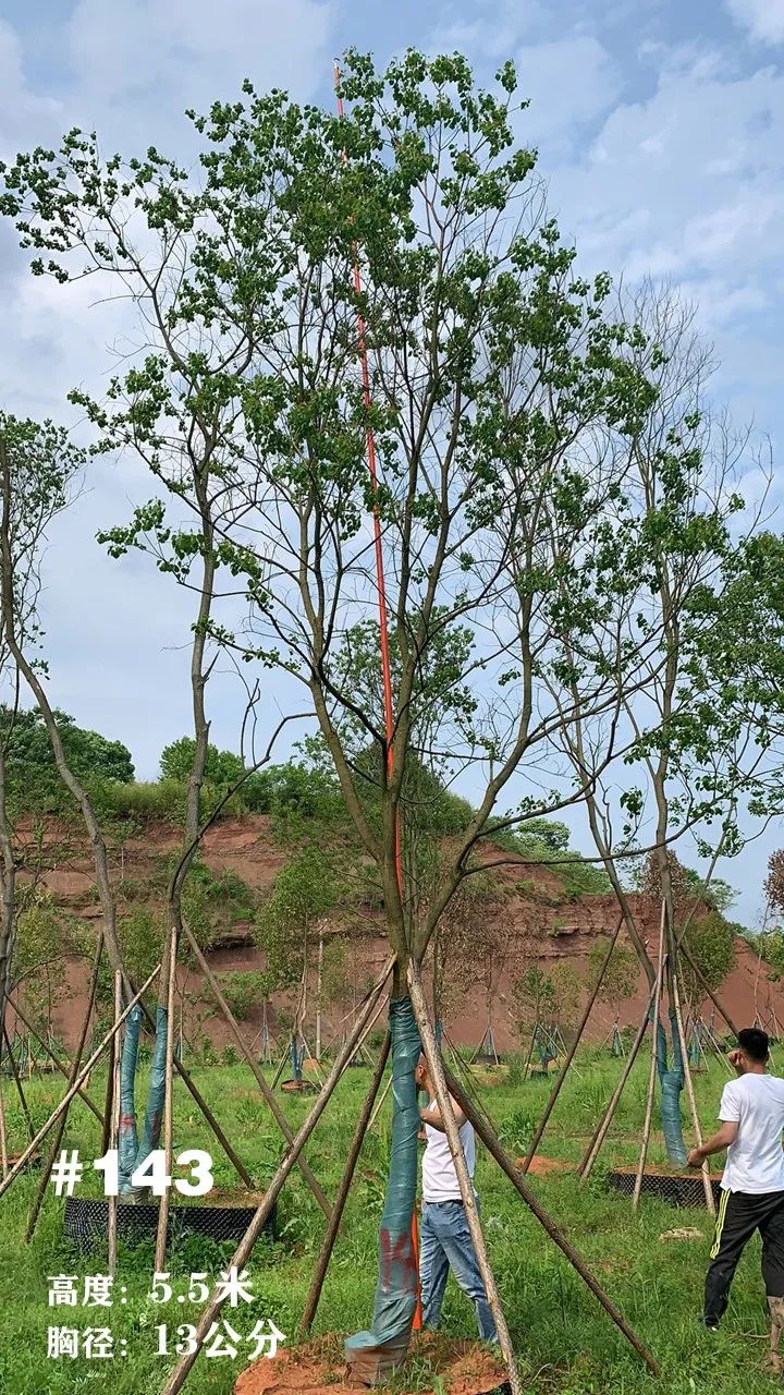 湖南衡阳 148 棵精品乌桕景观设计丨中国衡阳丨看见景观-167