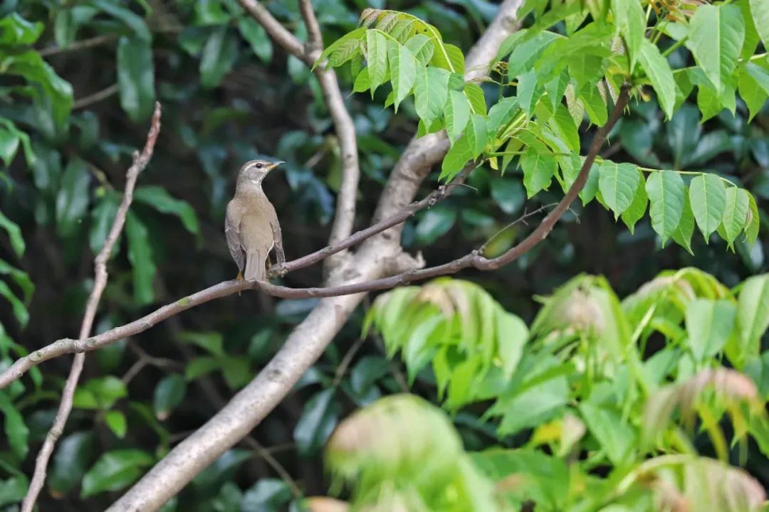 地球日特辑 | 社区花园VS城市生境-91