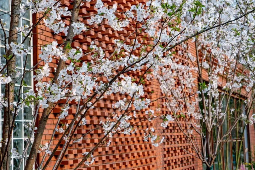 魔都五大赏樱胜地丨中国上海-34