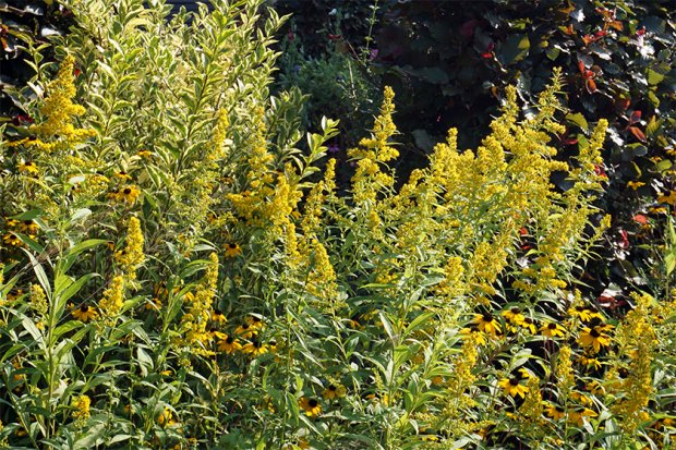 德普莱纳的小菜园丨德国柏林丨Büro Christian Meyer-10