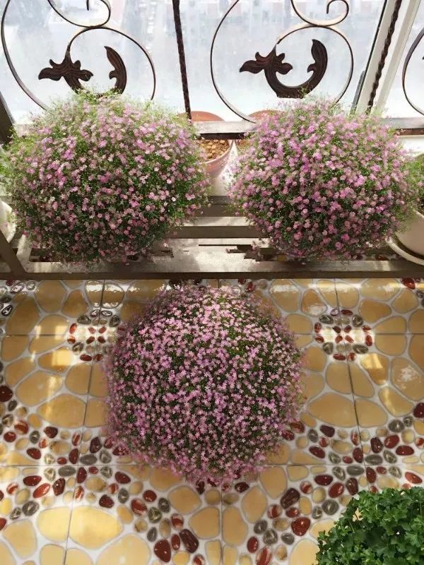 打造惊艳阳台,7 种花卉让空间焕发生机-16