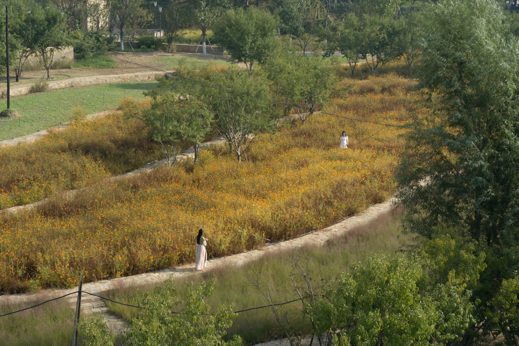 雄安新区悦容公园桃花园丨北京林业大学园林学院,北京多义景观规划设计事务所-45