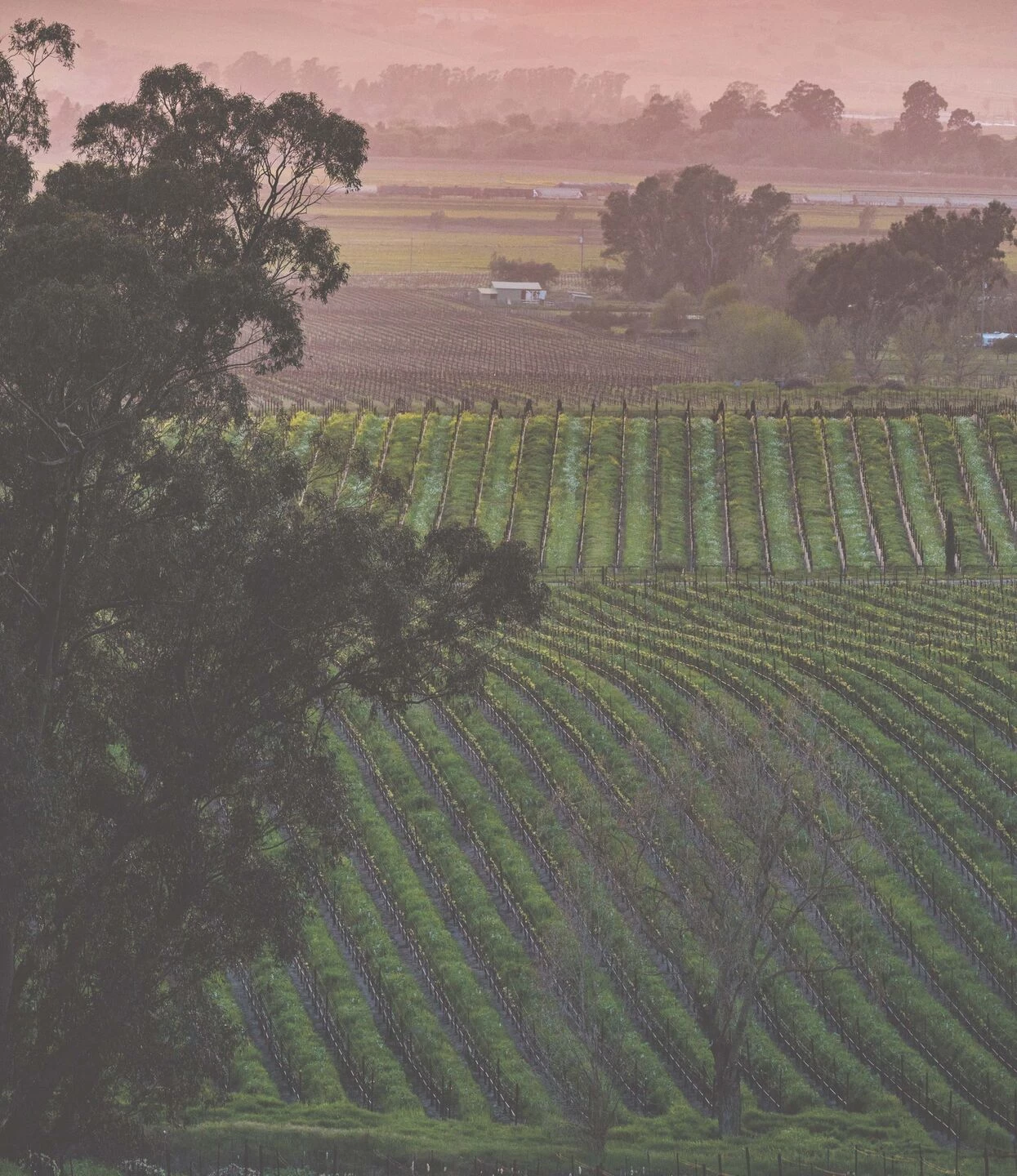 多努姆之家丨美国加利福尼亚丨Studio David Thulstrup-31