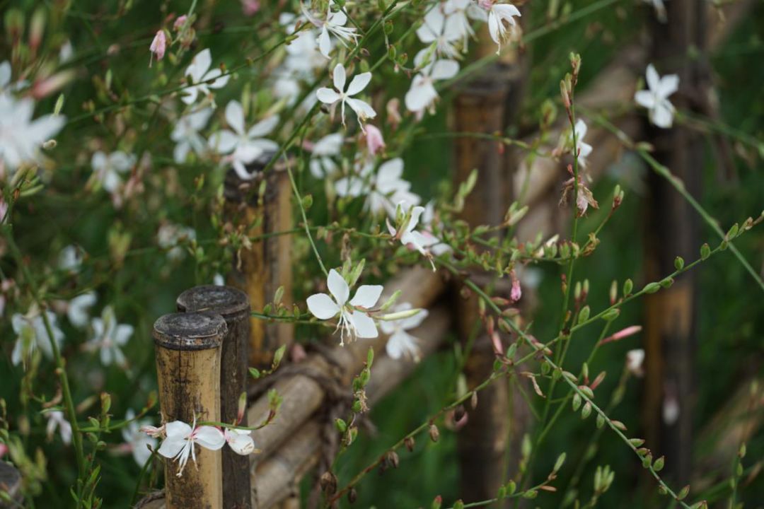 上海吴房村乡村振兴示范村整体规划,建筑,景观,风貌提升设计丨中国上海-182