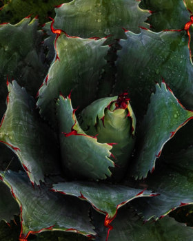 Oaxaca
