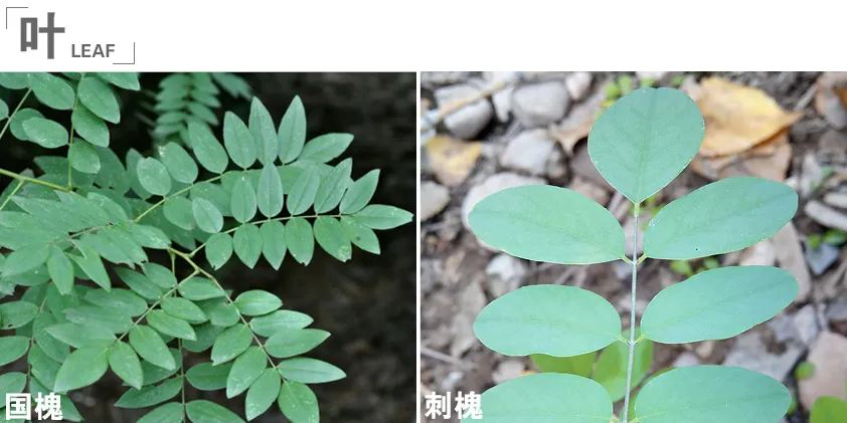 南宁彰泰凤岭江湾丨中国南宁丨SED新西林景观国际(深圳总部)-113