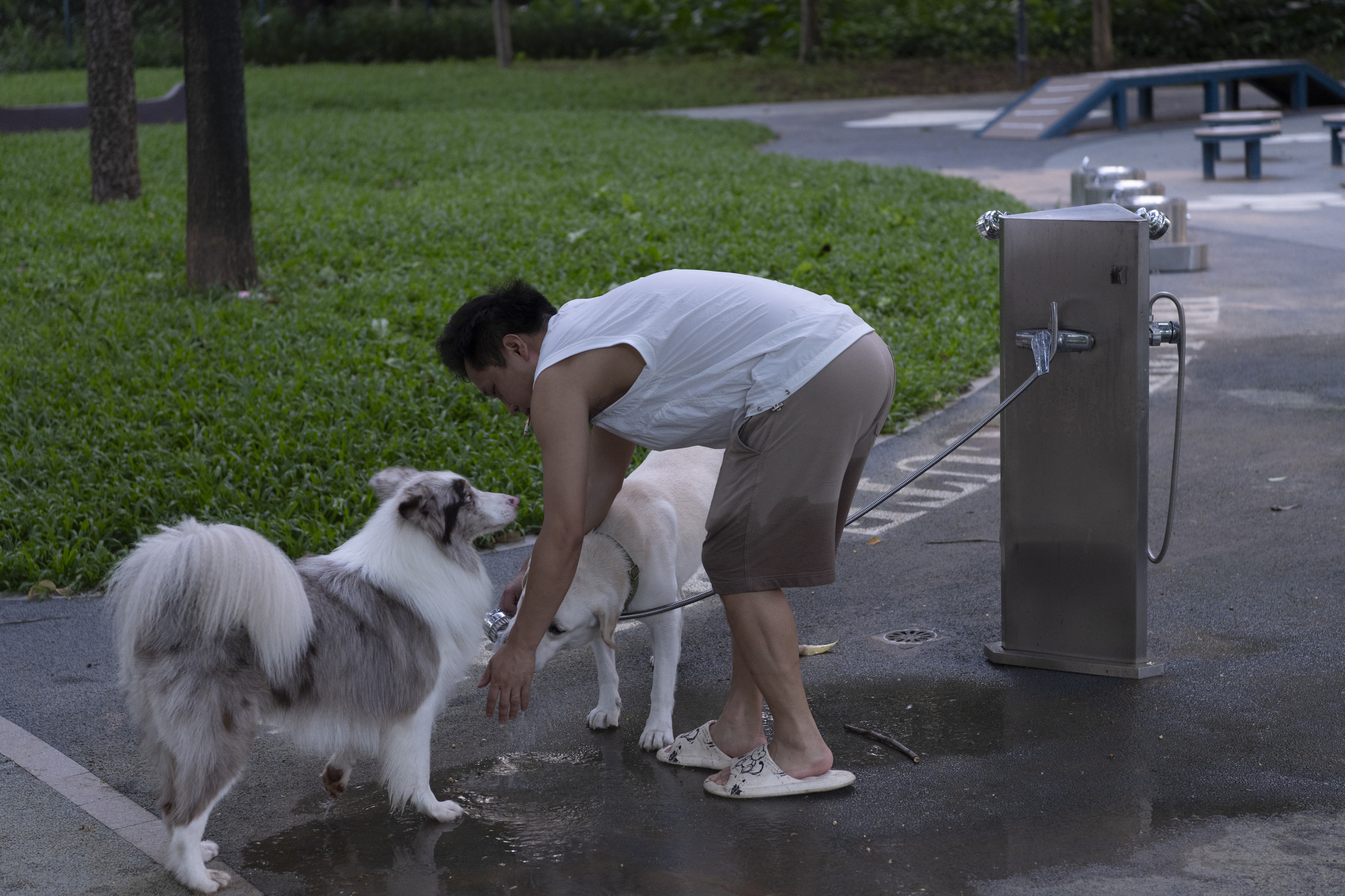 深圳市罗湖泥岗东路宠物友好口袋公园丨中国深圳丨深圳市未名设计顾问有限公司罗湖分公司（WMLA）-66