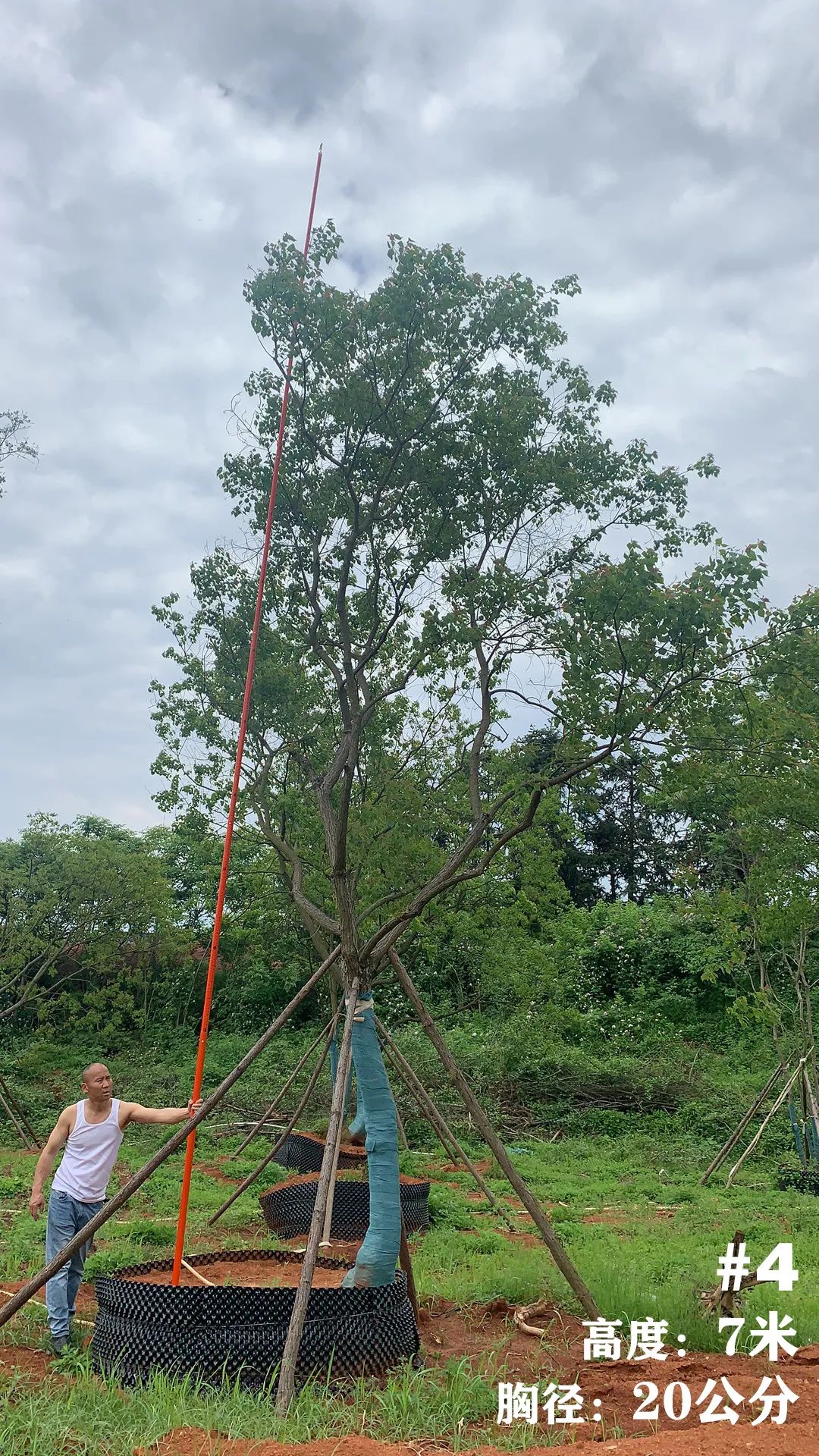 湖南衡阳 148 棵精品乌桕景观设计丨中国衡阳丨看见景观-8