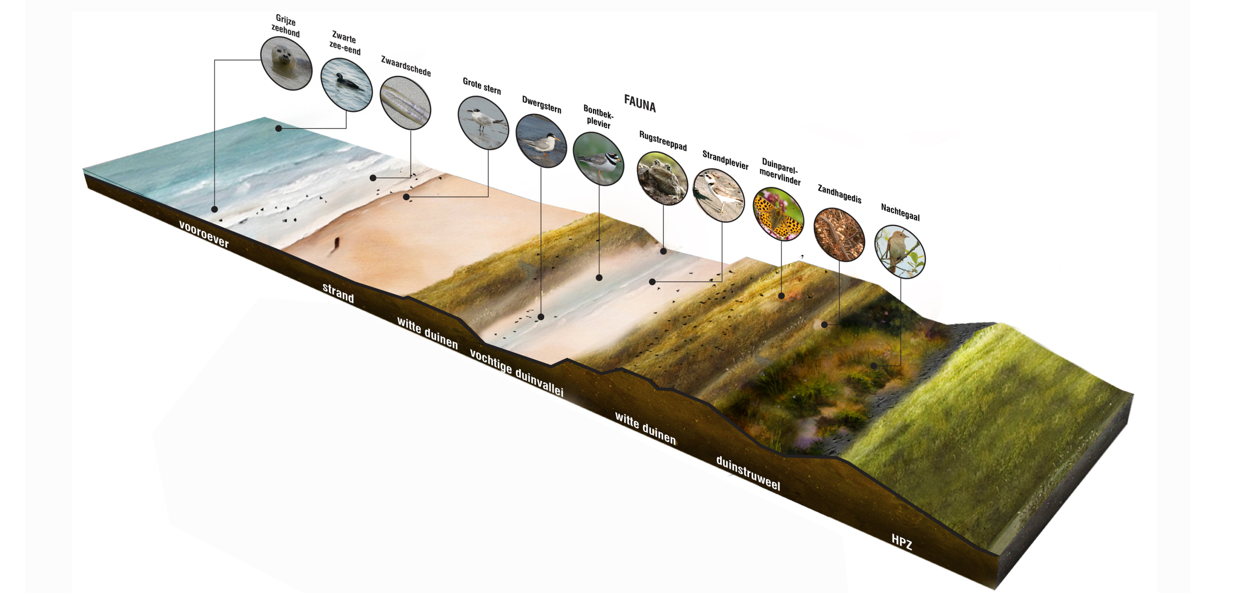 The New Hondsbossche Dunes | West 8-15