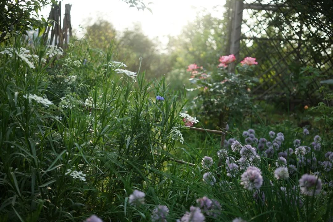 回声花园 · IT 夫妇的乡野生活丨中国黄山丨红子,小可夫妇-81