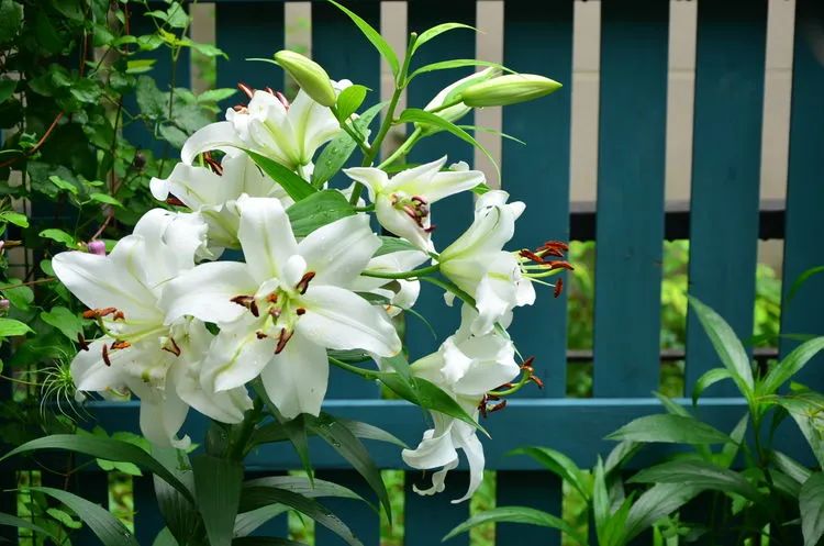 90后夫妻用4年时间，在魔都造了60平米花园，遛狗逗猫，好不惬意~-71