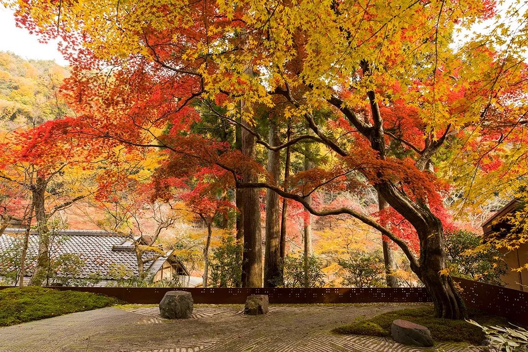 京都虹夕诺雅 | 野奢中的野奢,美到窒息!-29