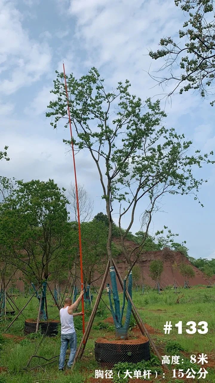 湖南衡阳 148 棵精品乌桕景观设计丨中国衡阳丨看见景观-154