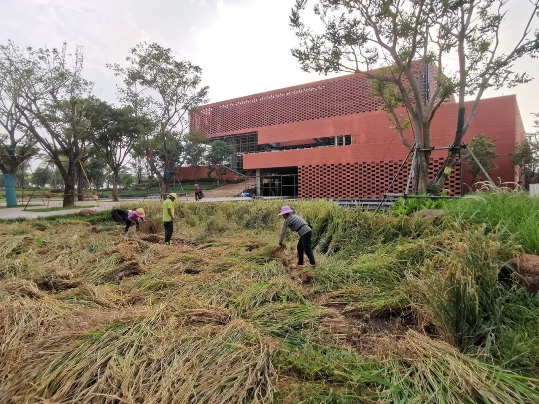 海南生态智慧新城数字市政厅 | 红土、梯田与可持续设计的融合-68