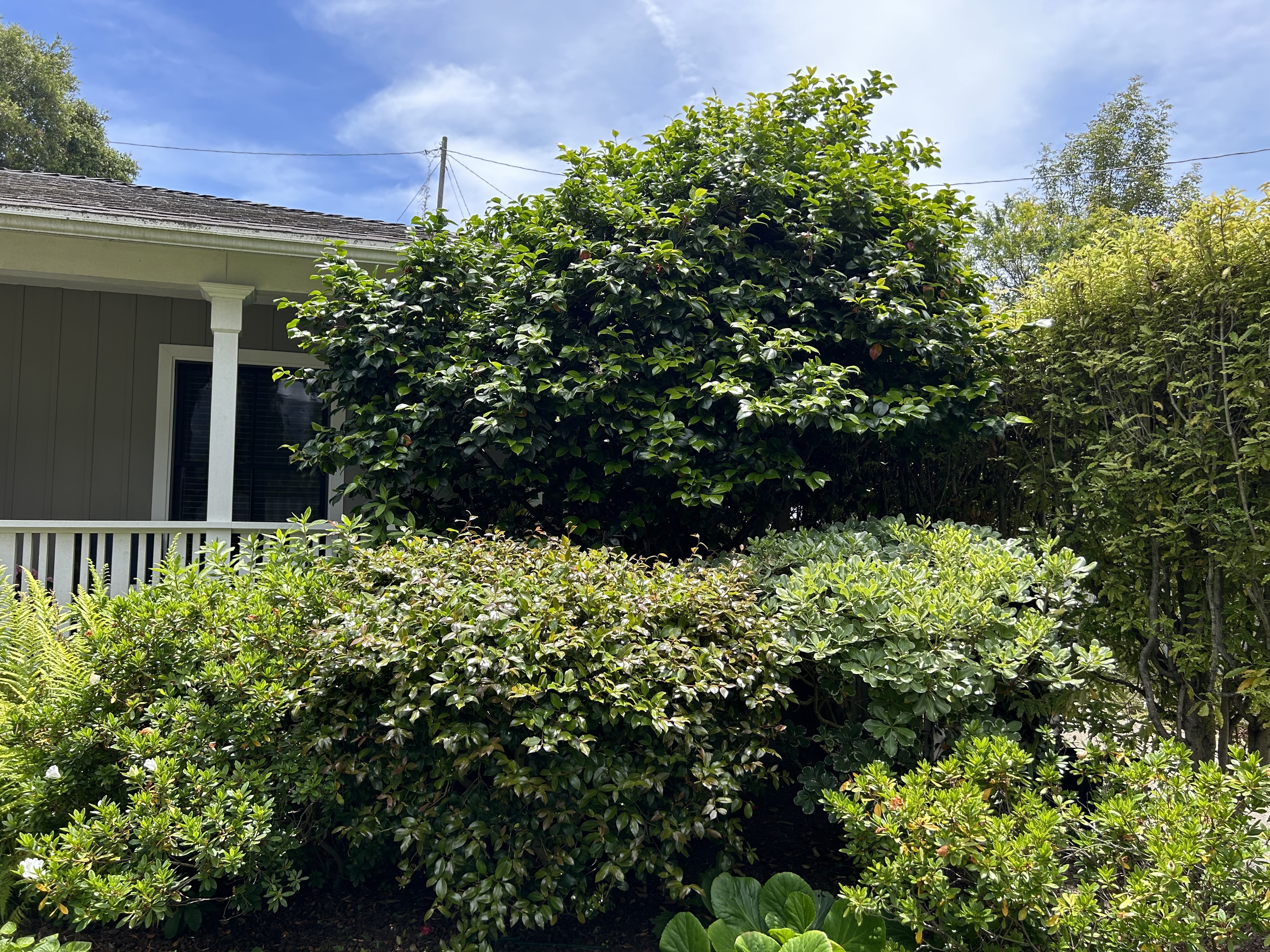 门廊山茶花修剪项目-0