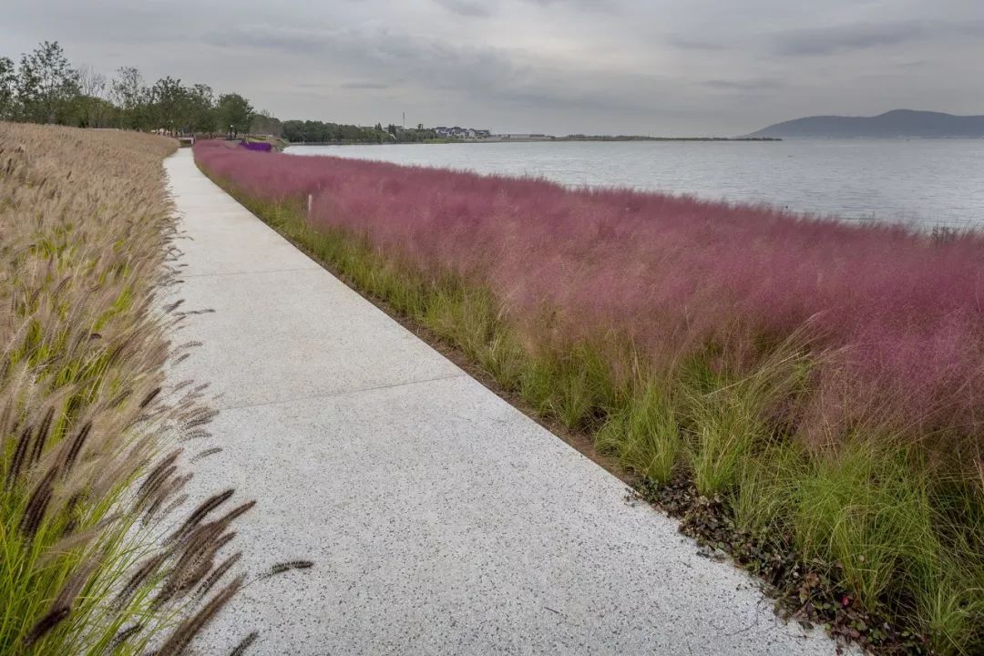 《雁归来》 | 水乡文化的现代解读-3