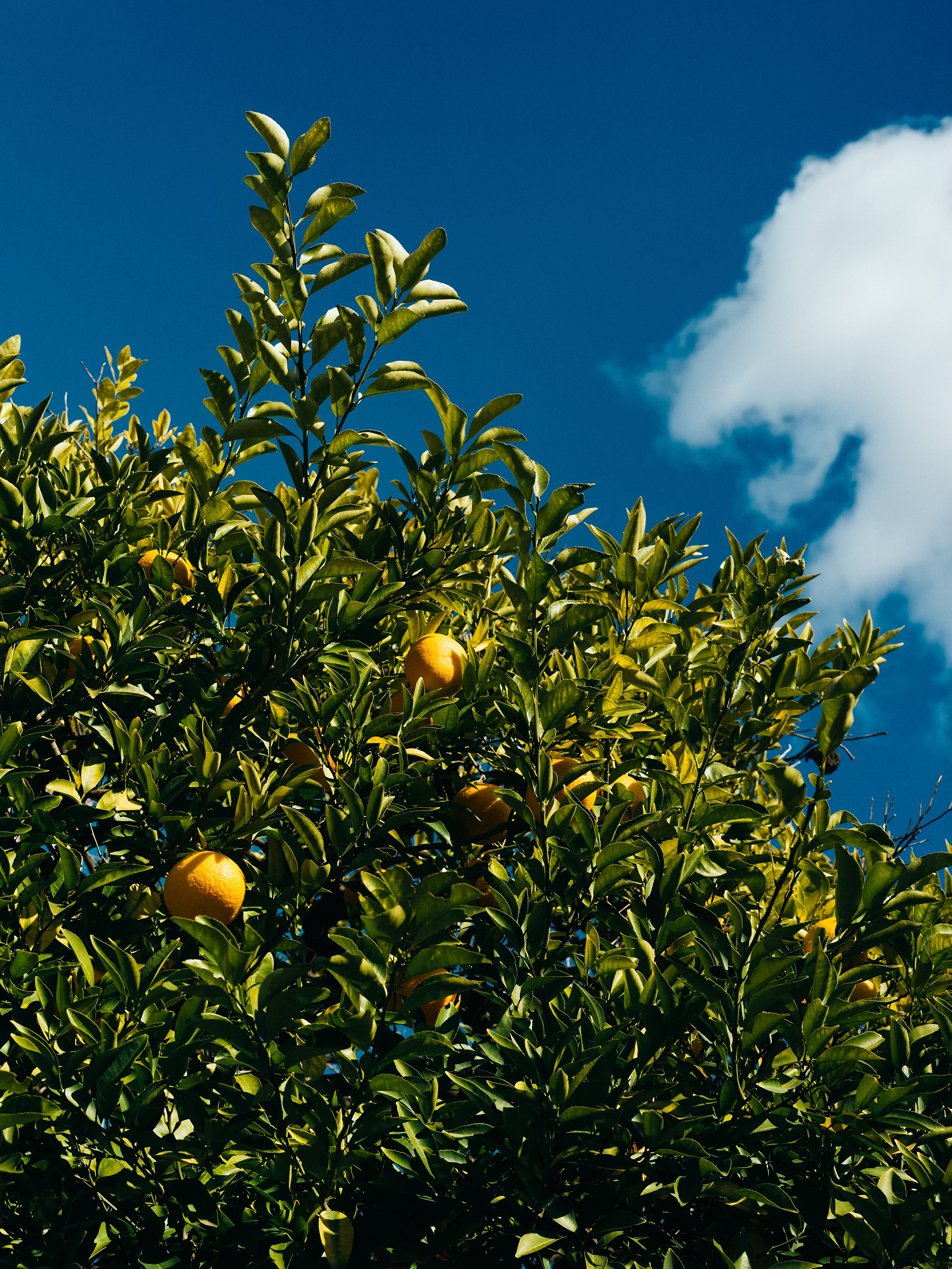 东京“蓝色”天空  浅草项目丨日本东京-6