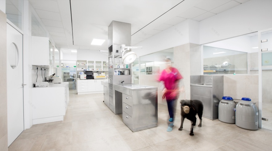 Constitución Veterinary 兽医诊所-35