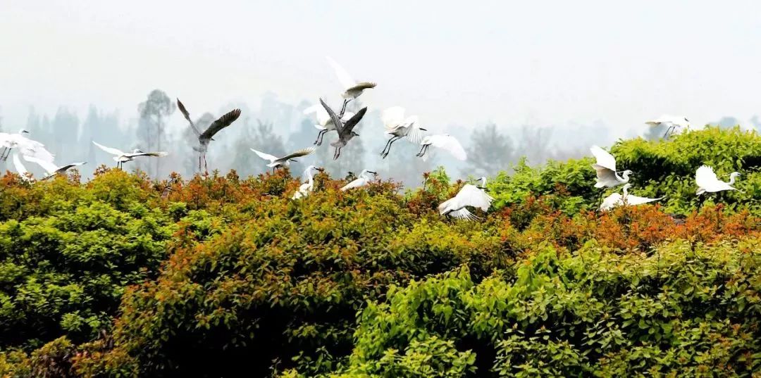 废弃庄园变鹭鸟天堂 | 400㎡中式宅院与 30 亩森林的共生设计-114