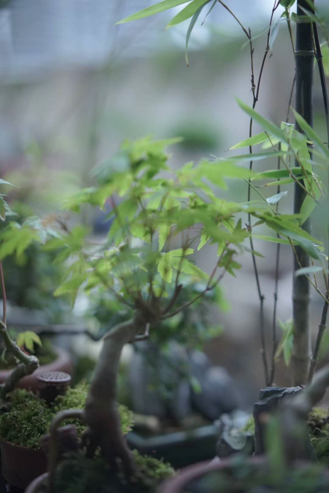 茶室中的鸡爪槭 | 热忱的绿意-28