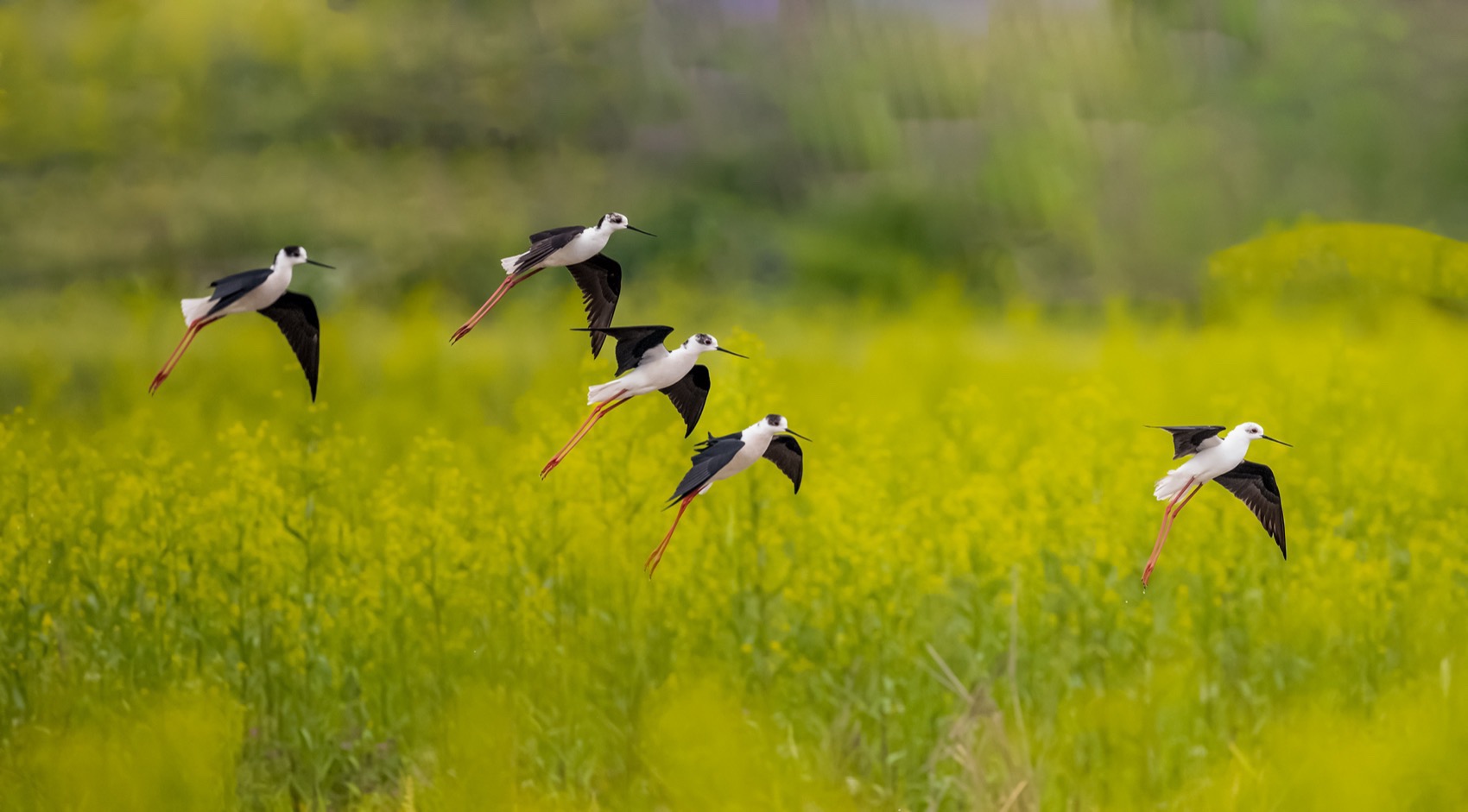 杭州富阳阳陂湖生态修复治理项目（一期）丨中国杭州丨中国电建集团华东勘测设计研究院有限公司,汉嘉设计集团股份有限公司-49