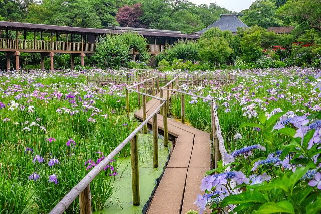 本土寺庭园等景观-23