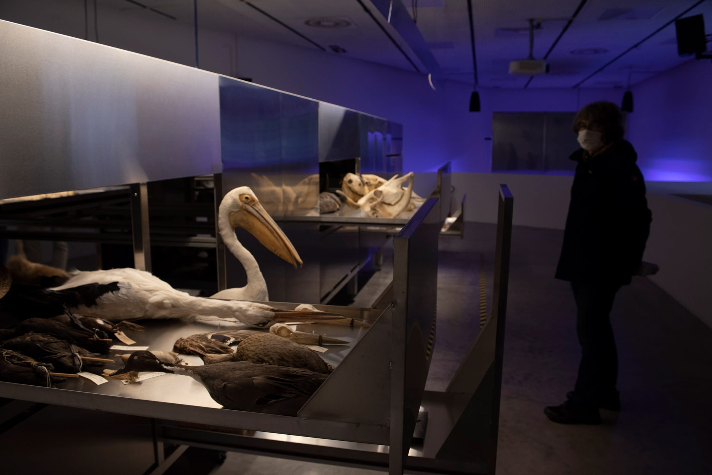 以色列在威尼斯建筑双年展上展示人类骨骼和动物标本-14