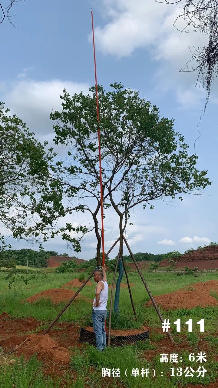 湖南衡阳 148 棵精品乌桕景观设计丨中国衡阳丨看见景观-130