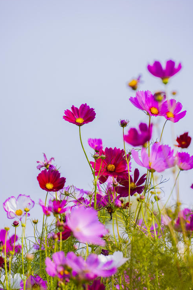 天秤座专属花园丨东町星座系列-37