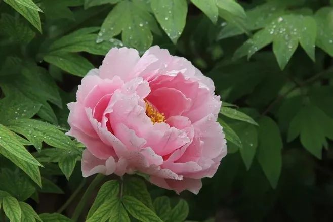 牡丹养护攻略 | 花园中的花中之王-36