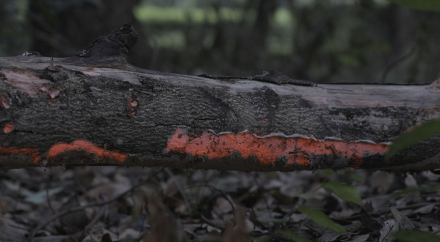 景观剧场·幻光森林-16