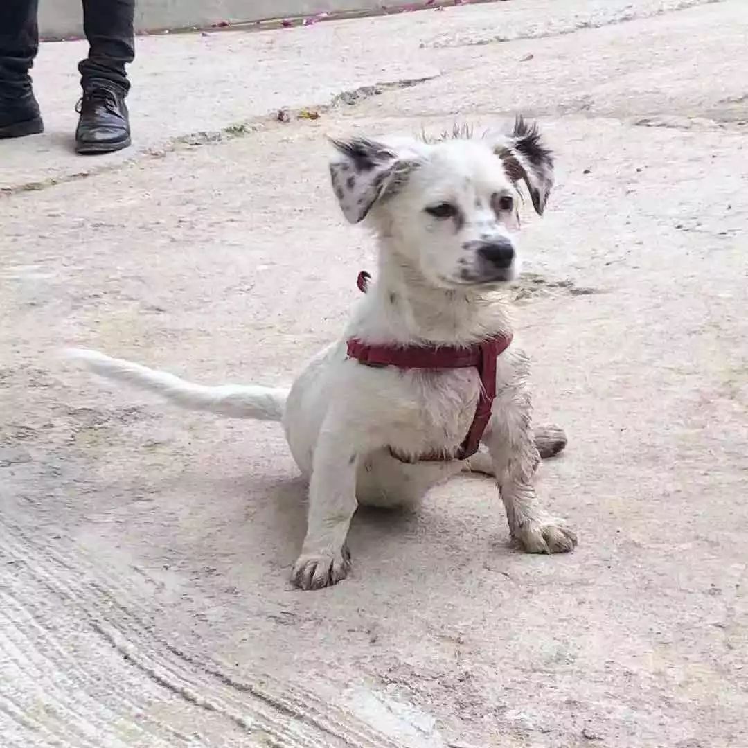 温暖 ENJOY | 从流浪狗到办公室宠儿的感人故事-12