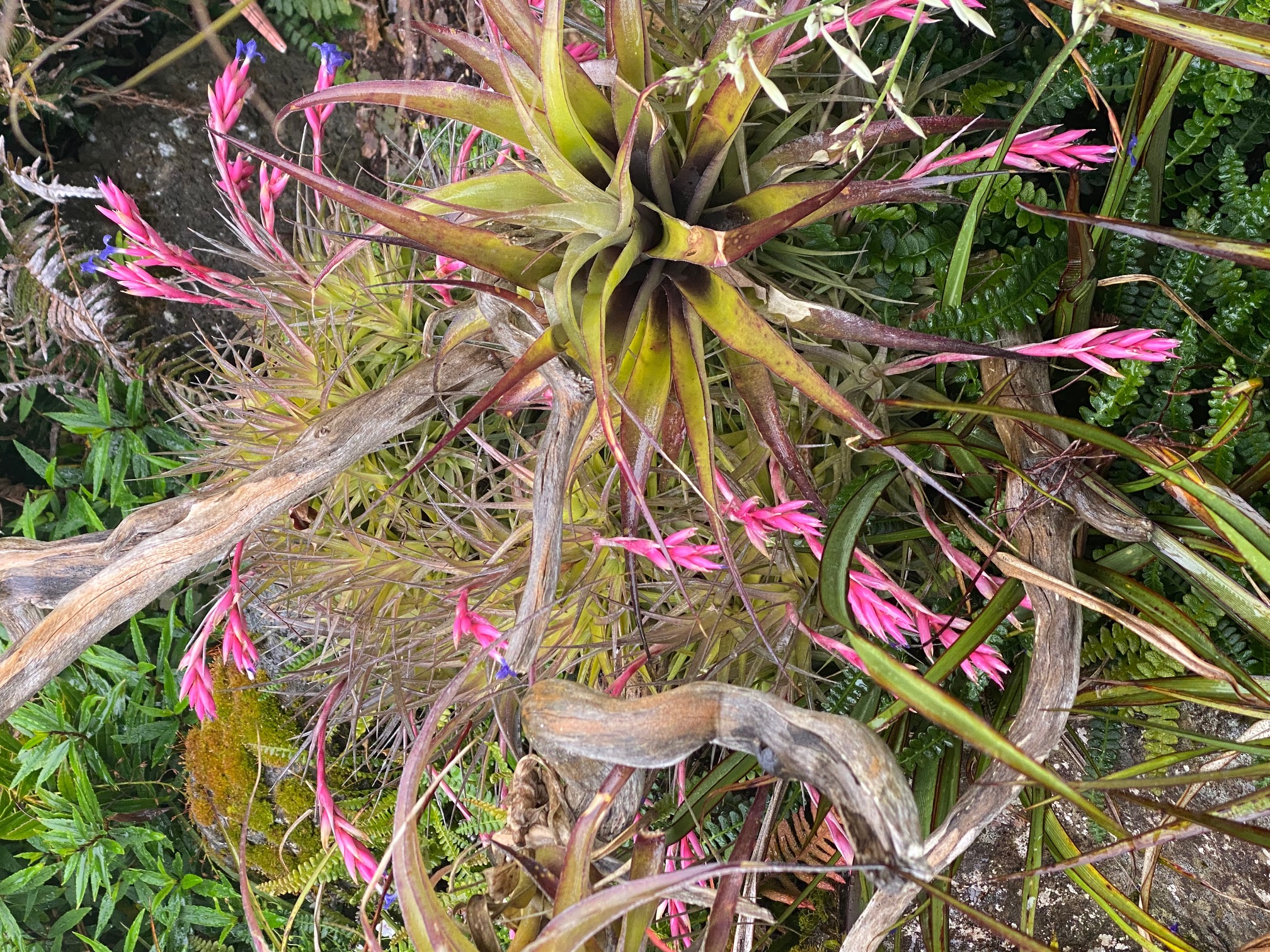 TwoConnect私人花园丨New ZealandAuckland丨Mary和Mark Jones-16