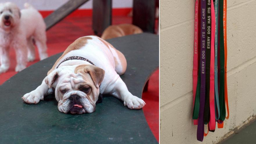 Lundberg Design 犬类日托设施改造项目丨美国加利福尼亚-6