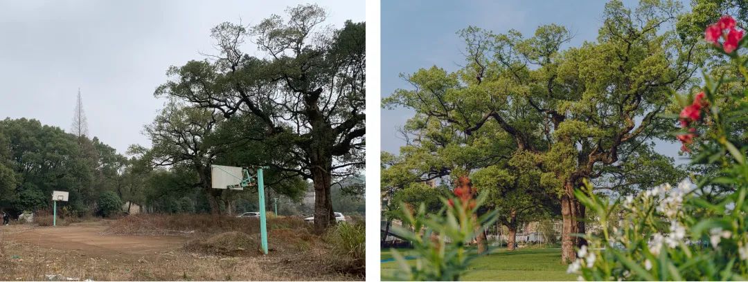 大溪滩香樟露营基地 | 中国美院风景建筑设计研究总院 | 中国浙江衢州-39