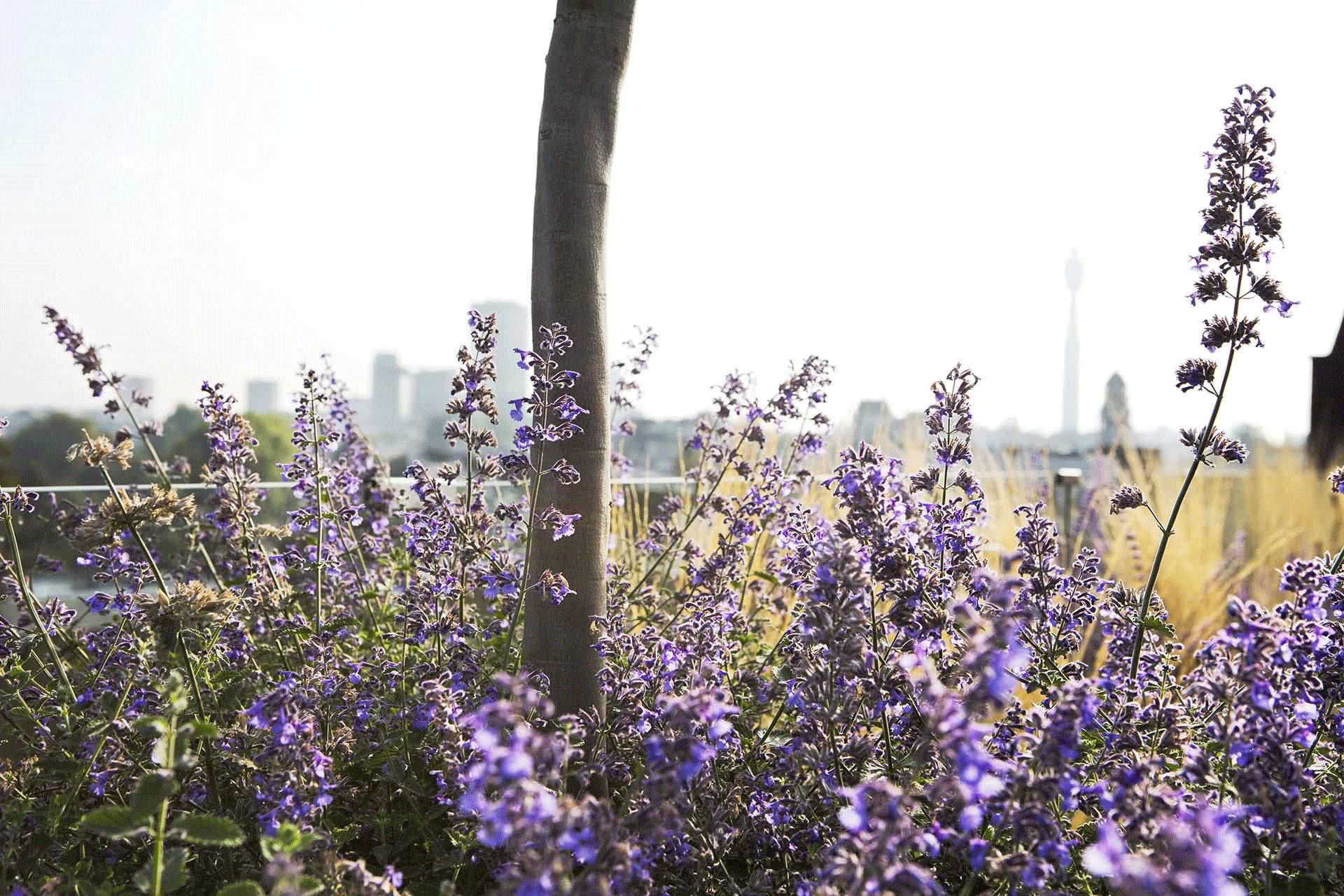 屋顶花园设计,打造城市中的绿洲-47