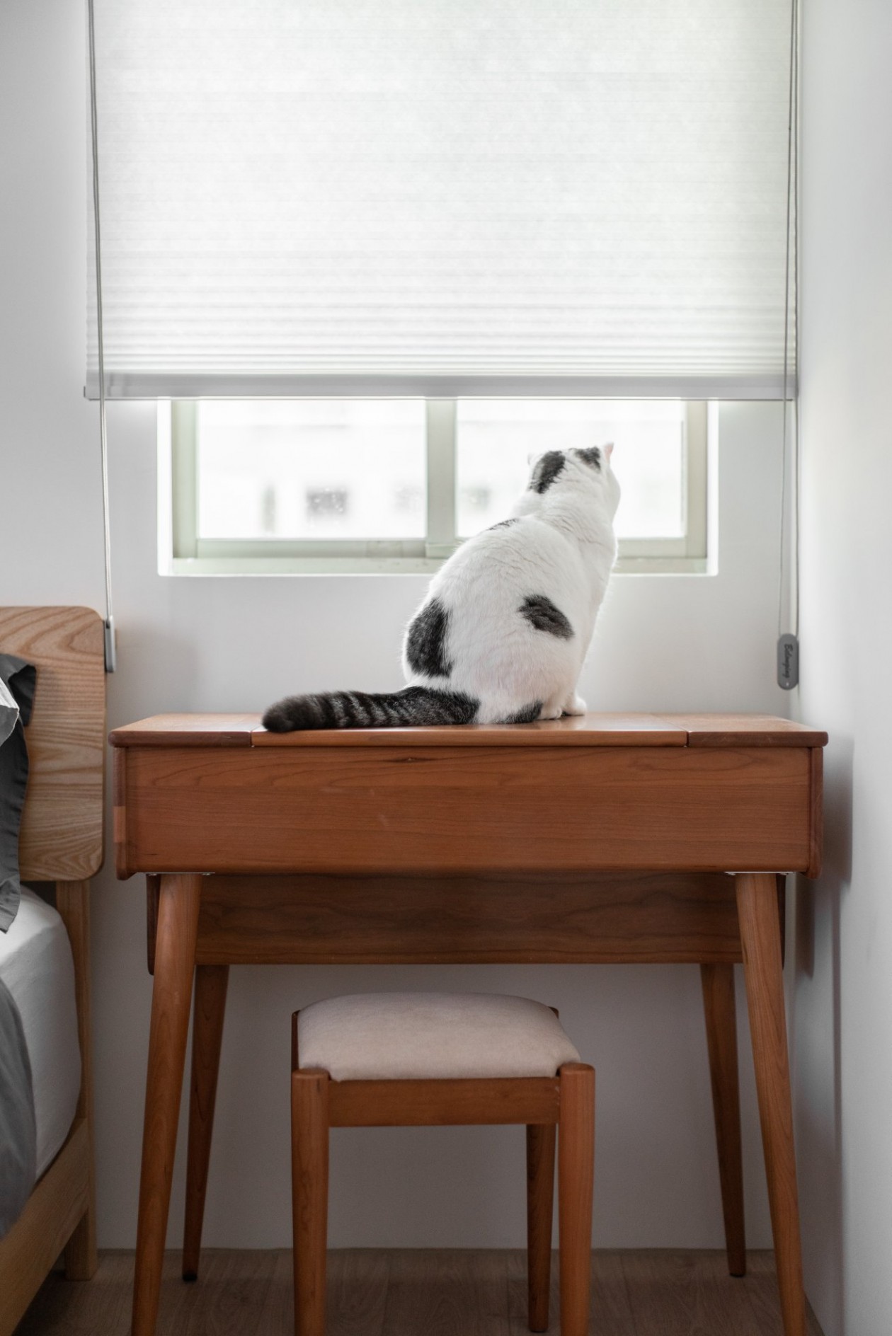 木介空间设计 · 猫的生活-27