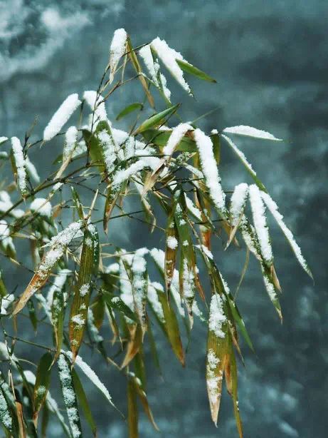 雪竹煮茶 | 冬日里的生活艺术-62