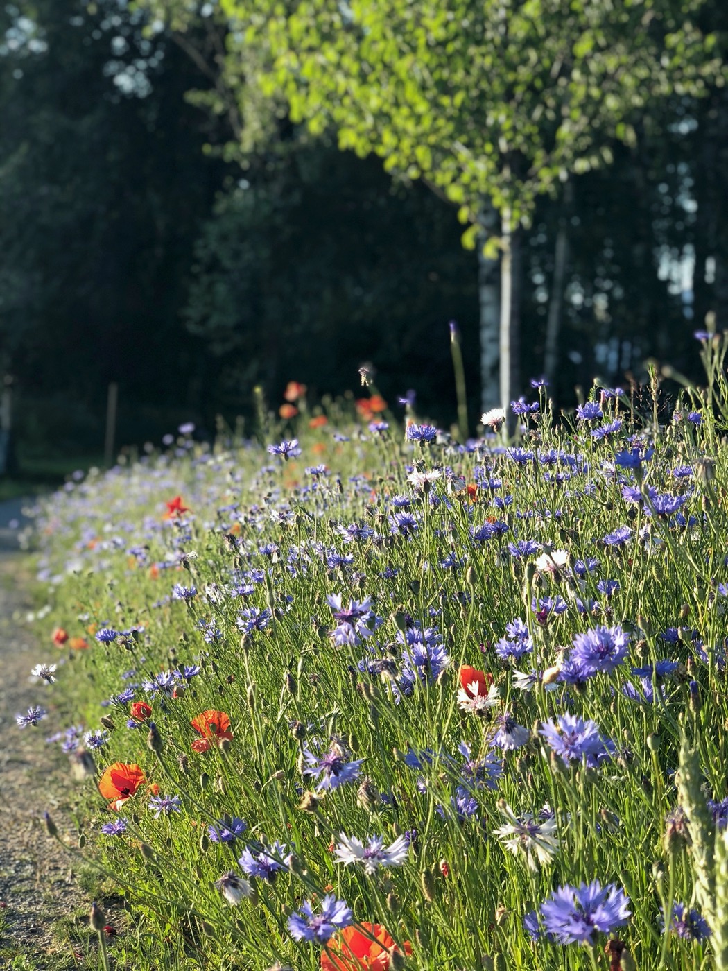 瑞典乌普萨拉的新区公园-29