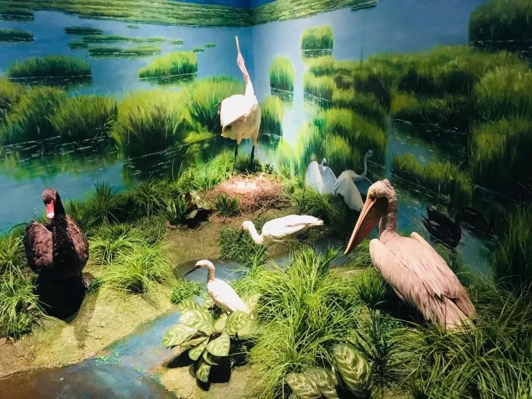 平潭珍稀物种科普展示馆 | 光影艺术的盛宴-12