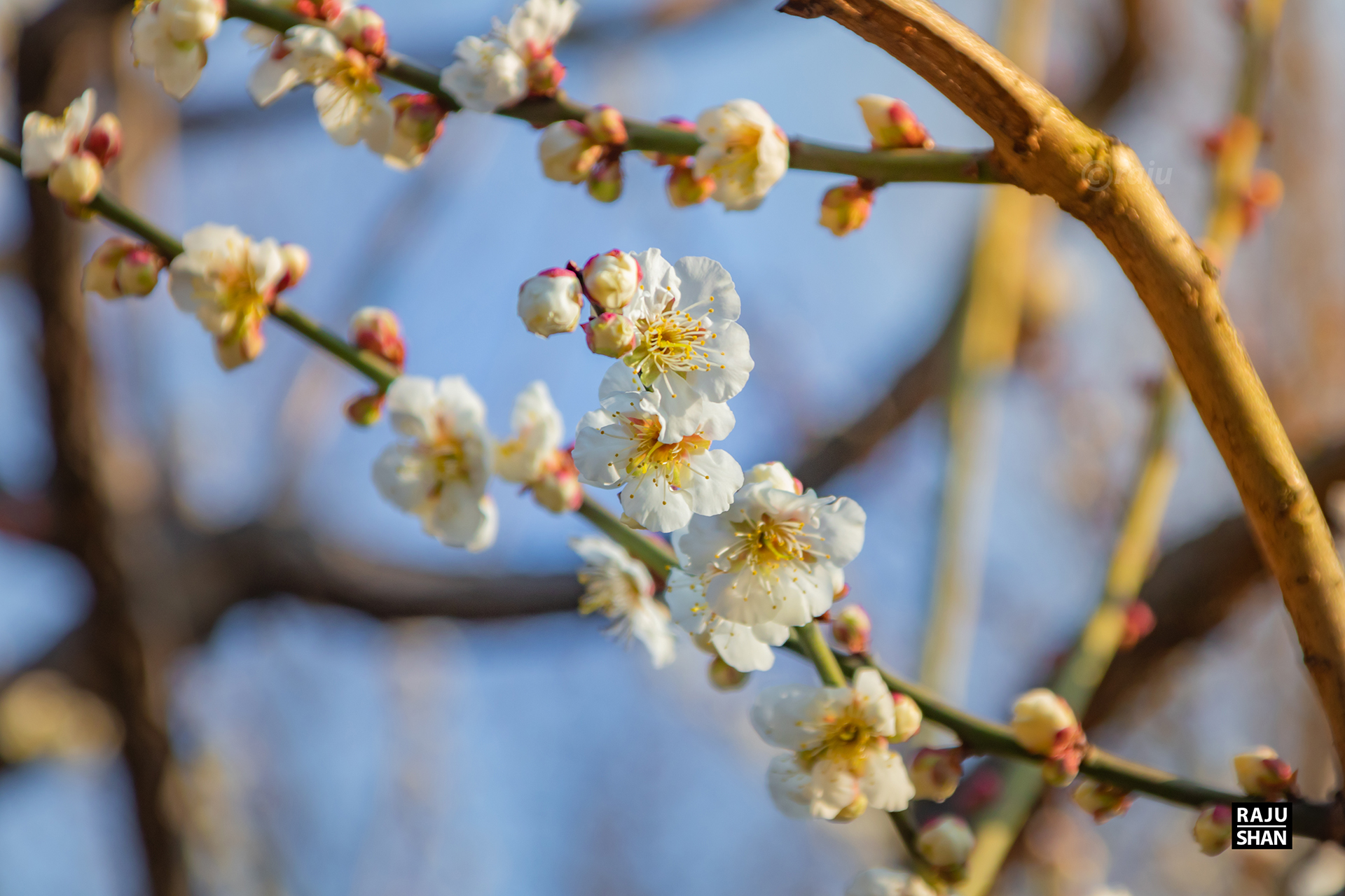 Guyi Garden & NanXinag Ancient Town- Shanghai-16