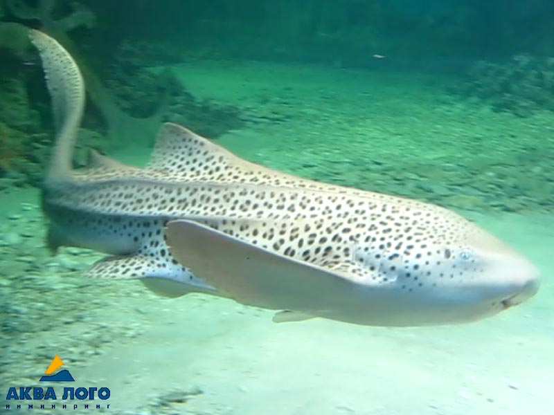 ТРЦ РИО海洋馆丨俄罗斯莫斯科丨Аква Лого инжиниринг-41