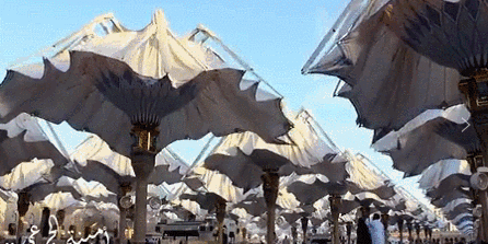 仿生美学 | 景观设计的新视角-52