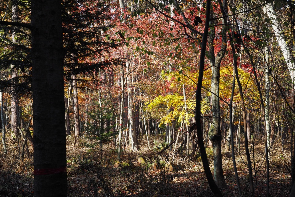 Regina Resort 旧轻井泽度假酒店丨日本丨户田芳树风景计画-12