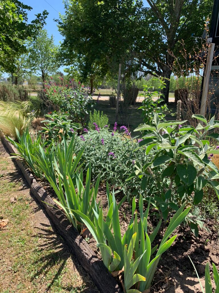 澳大利亚医院治疗花园设计项目丨阿根廷布宜诺斯艾利斯丨Valeria Lennon（农业工程师兼景观设计师）-24