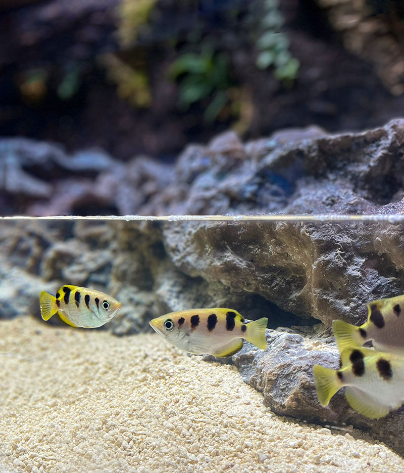 “Литораль”（“海岸带”）水族箱水陆箱丨俄罗斯丨Аква Лого Инжиниринг-44