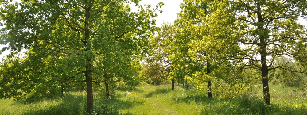 Prins Bernhardbos  种植方法研究丨荷兰-27